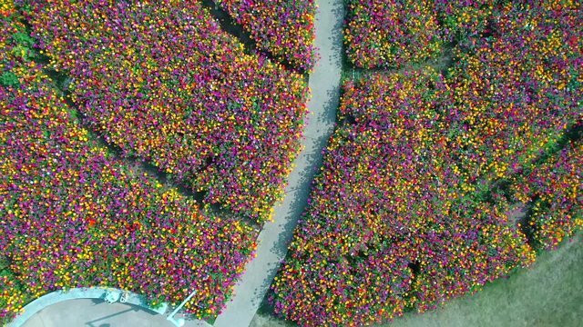 Tourists play in the sea of flowers